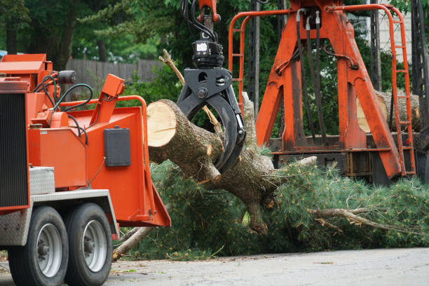 Best Tree Disease Treatment  in Borger, TX